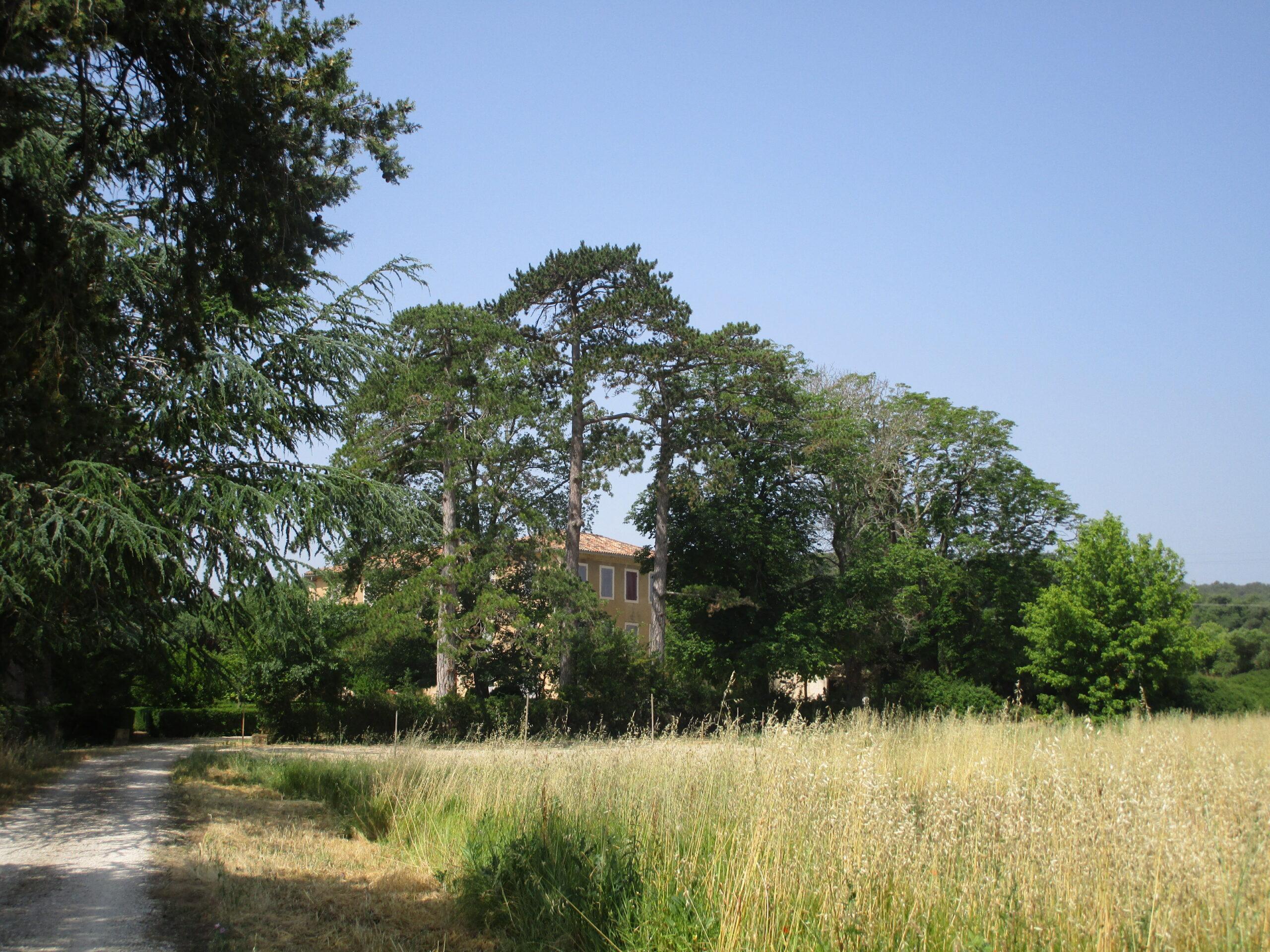 Vue lointaine de la bastide du Domaine de Ribbe cachée derrière des arbres matures, avec un champ de hautes herbes au premier plan et un chemin de terre sur la gauche.