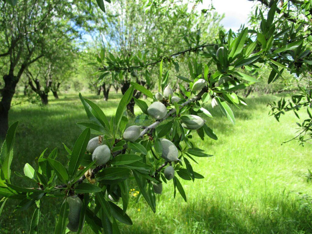 Branche  d'amandiers dans le verger du Domaine de Ribbe