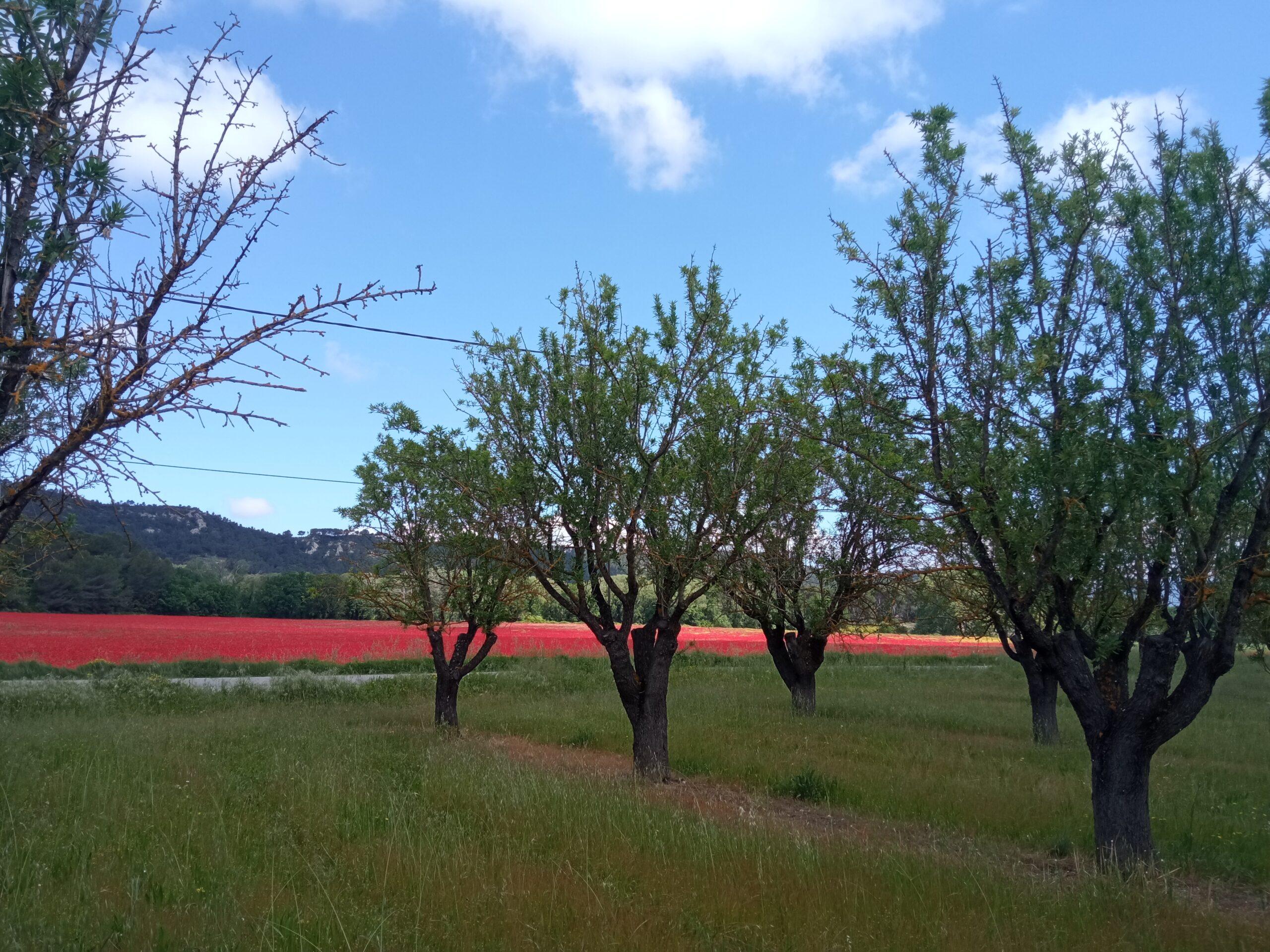 Alignement d'arbres au premier plan et grand champ de coquelicots rouges en fleurs au Domaine de Ribbe