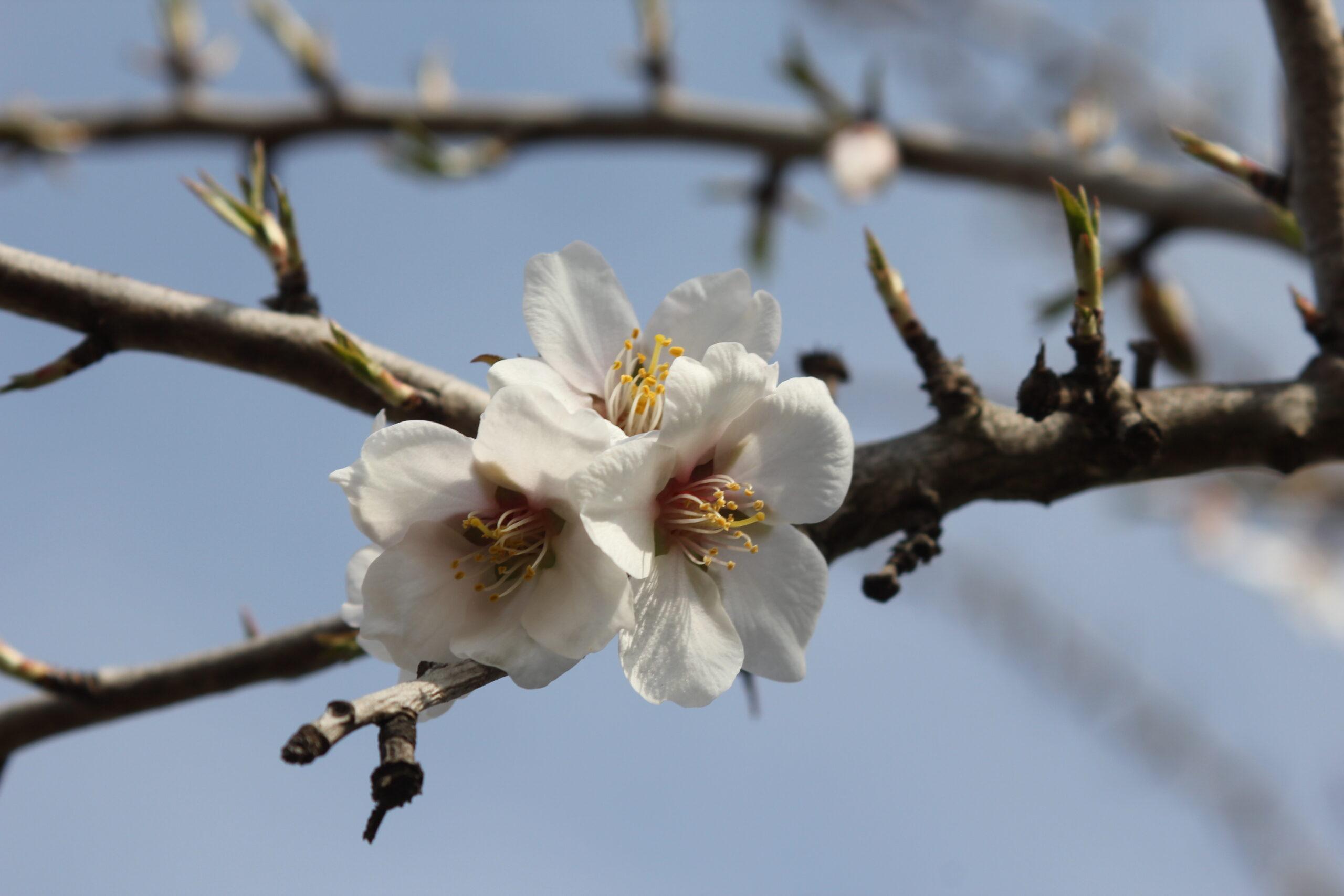 Gros plan sur les fleurs d'amandiers  sur un arbre dans le verger du Domaine de Ribbe