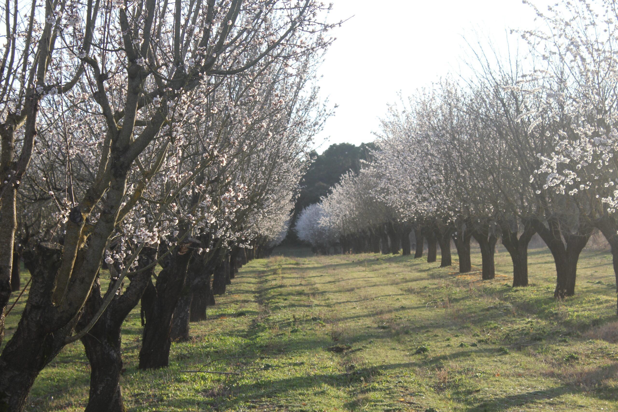 Alignement symétrique d'amandiers en fleurs au printemps dans le verger du Domaine de Ribbe avec une allée herbeuse au centre