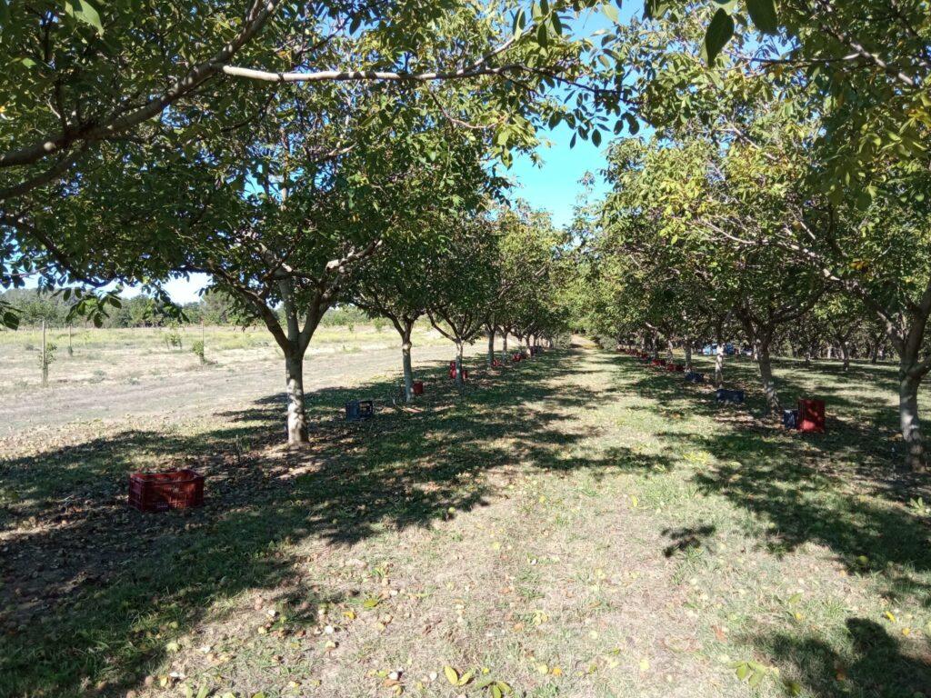 Allée de verger avec des noyers matures et des caisses de récolte rouges déposées au sol au Domaine de Ribbe