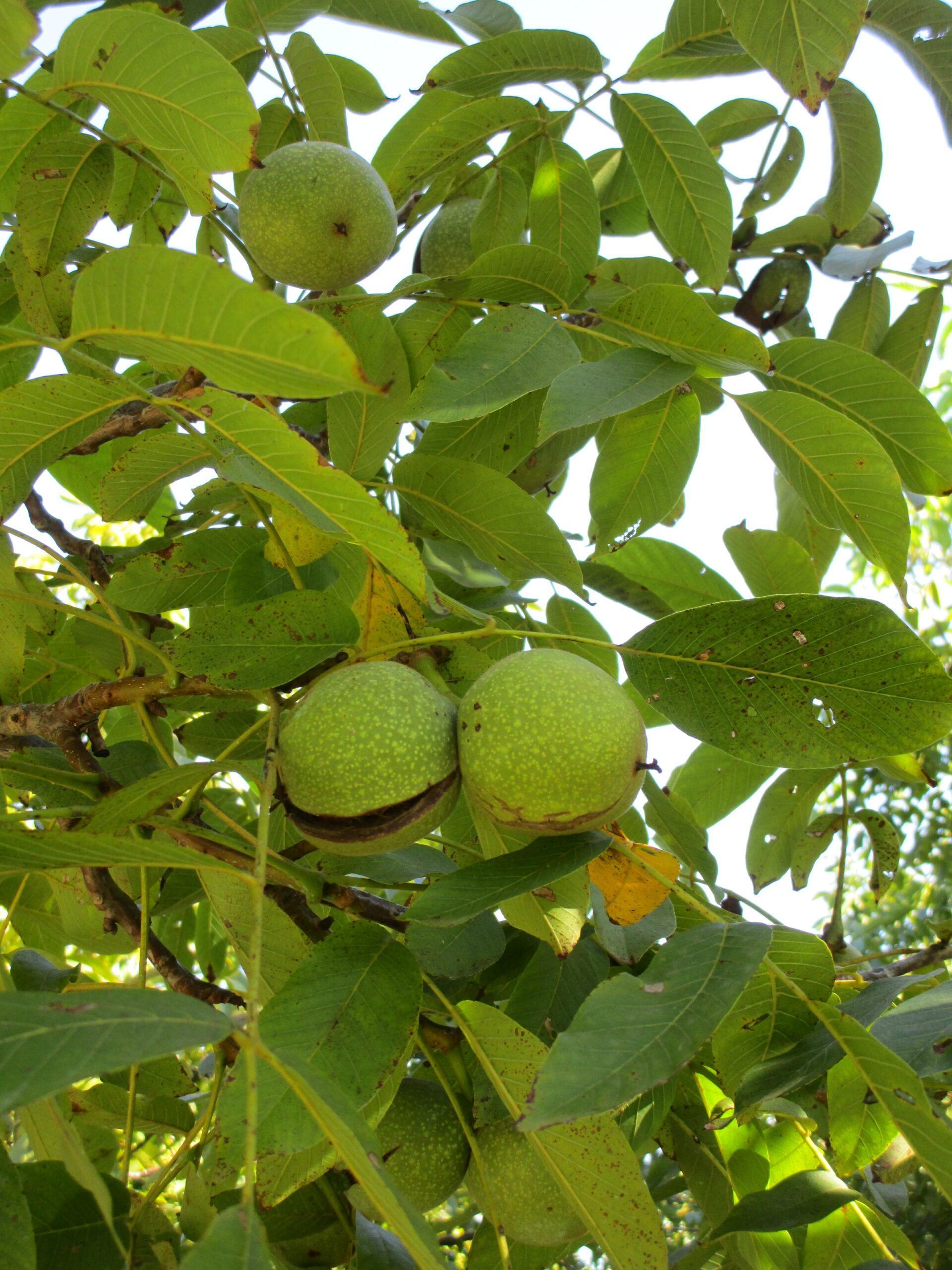 Gros plan sur des noix vertes encore dans leur brou sur un arbre dans le verger du Domaine de Ribbe