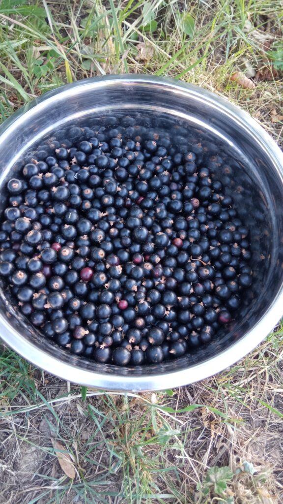 Cassis du jardin pour la précommande de petits fruits au Domaine de Ribbe