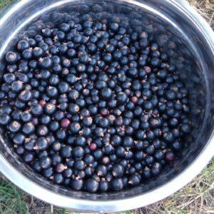 Cassis du jardin pour la précommande de petits fruits au Domaine de Ribbe