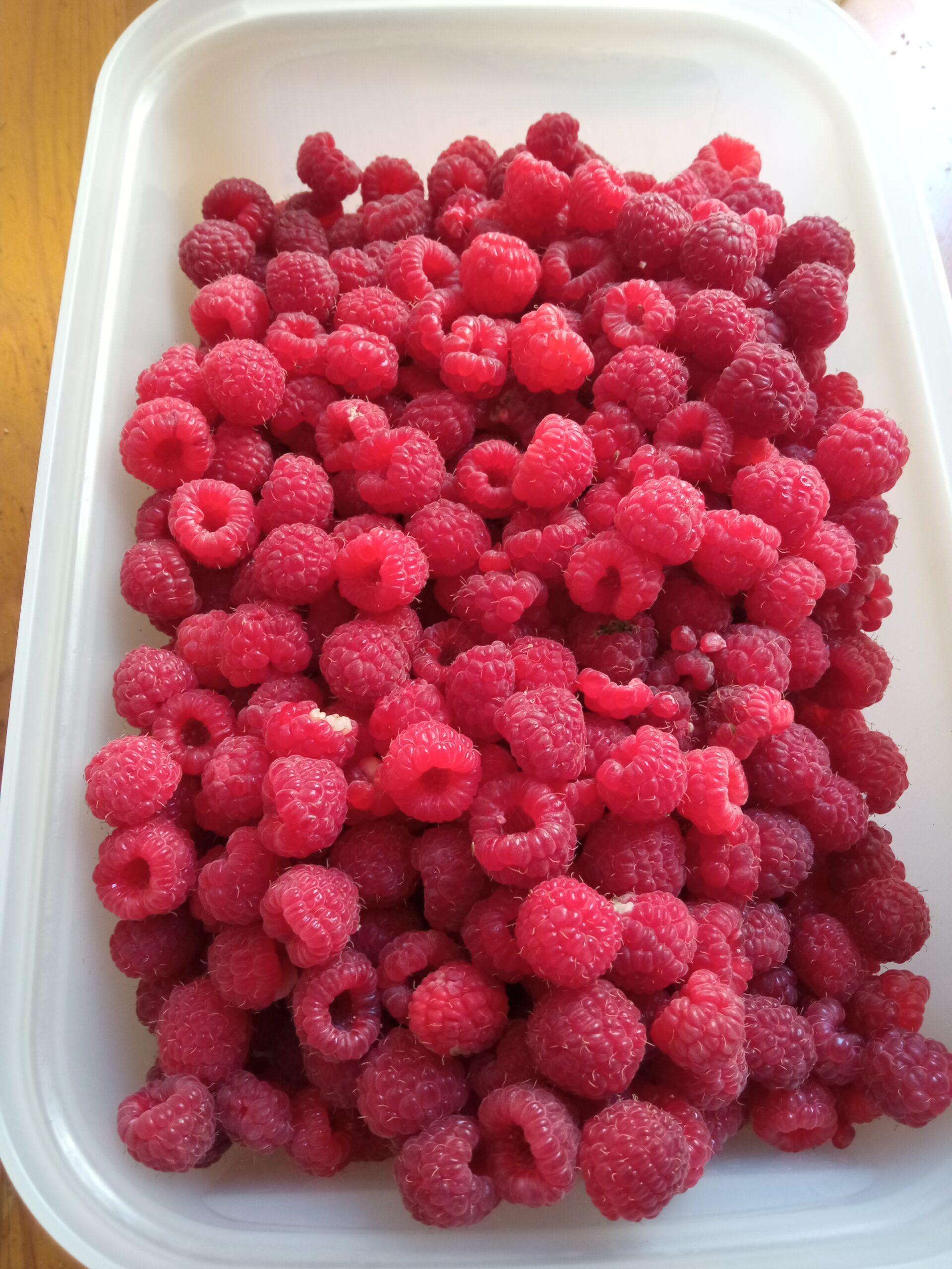 framboises fraîches du jardin pour la précommande de petits fruits au Domaine de Ribbe
