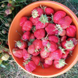 Bol de fraises fraîches du jardin pour la précommande de petits fruits au Domaine de Ribbe