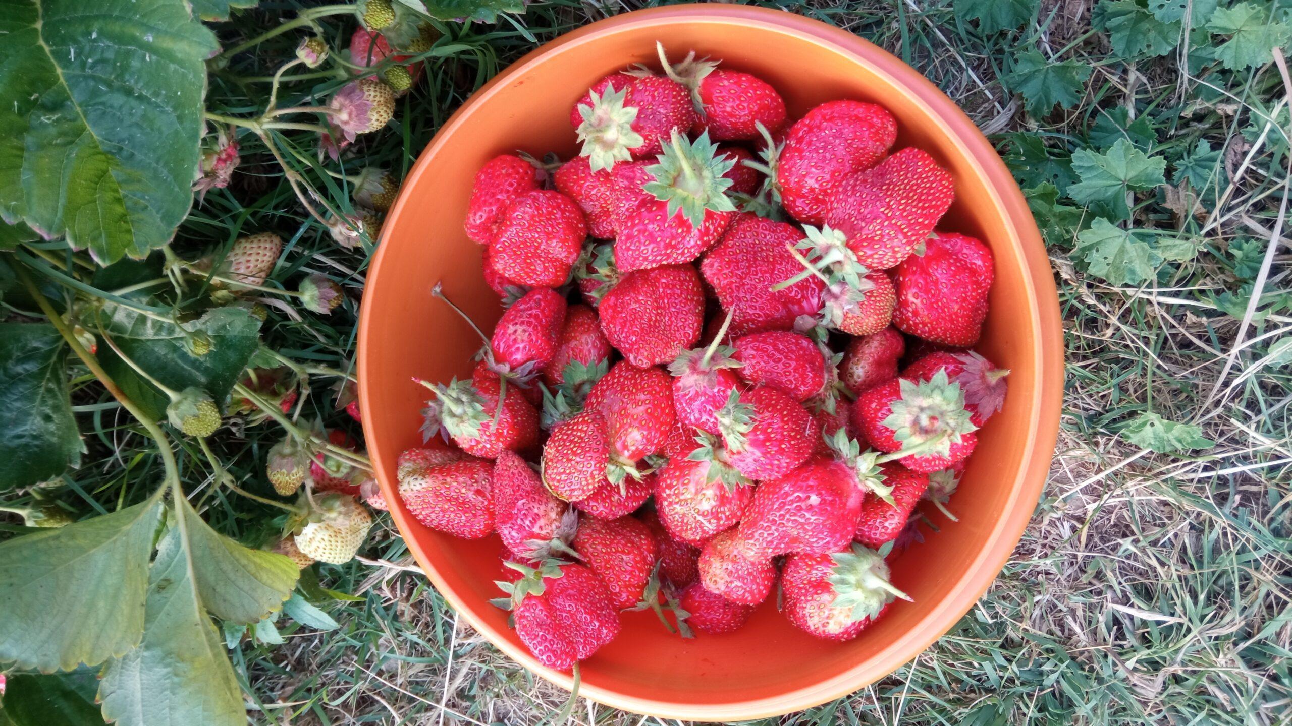 Bol de fraises fraîches du jardin pour la précommande de petits fruits au Domaine de Ribbe