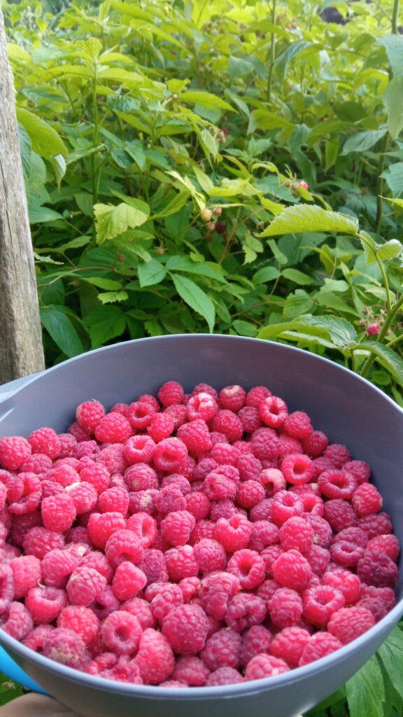 Framboises du jardin pour la précommande de petits fruits au Domaine de Ribbe