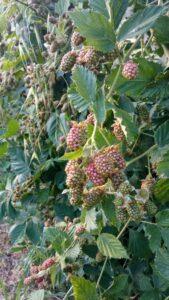 Mures du jardin pour la précommande de petits fruits au Domaine de Ribbe