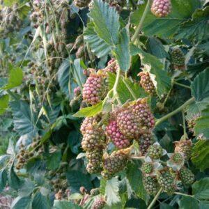Mures du jardin pour la précommande de petits fruits au Domaine de Ribbe