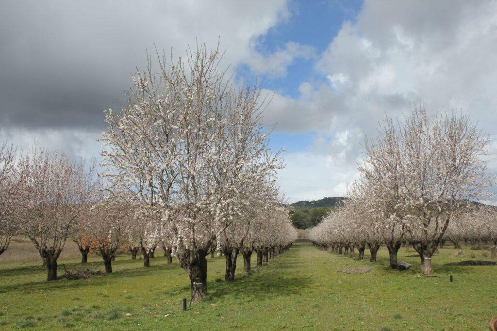 Amandiers en fleurs au domaine de Ribbe