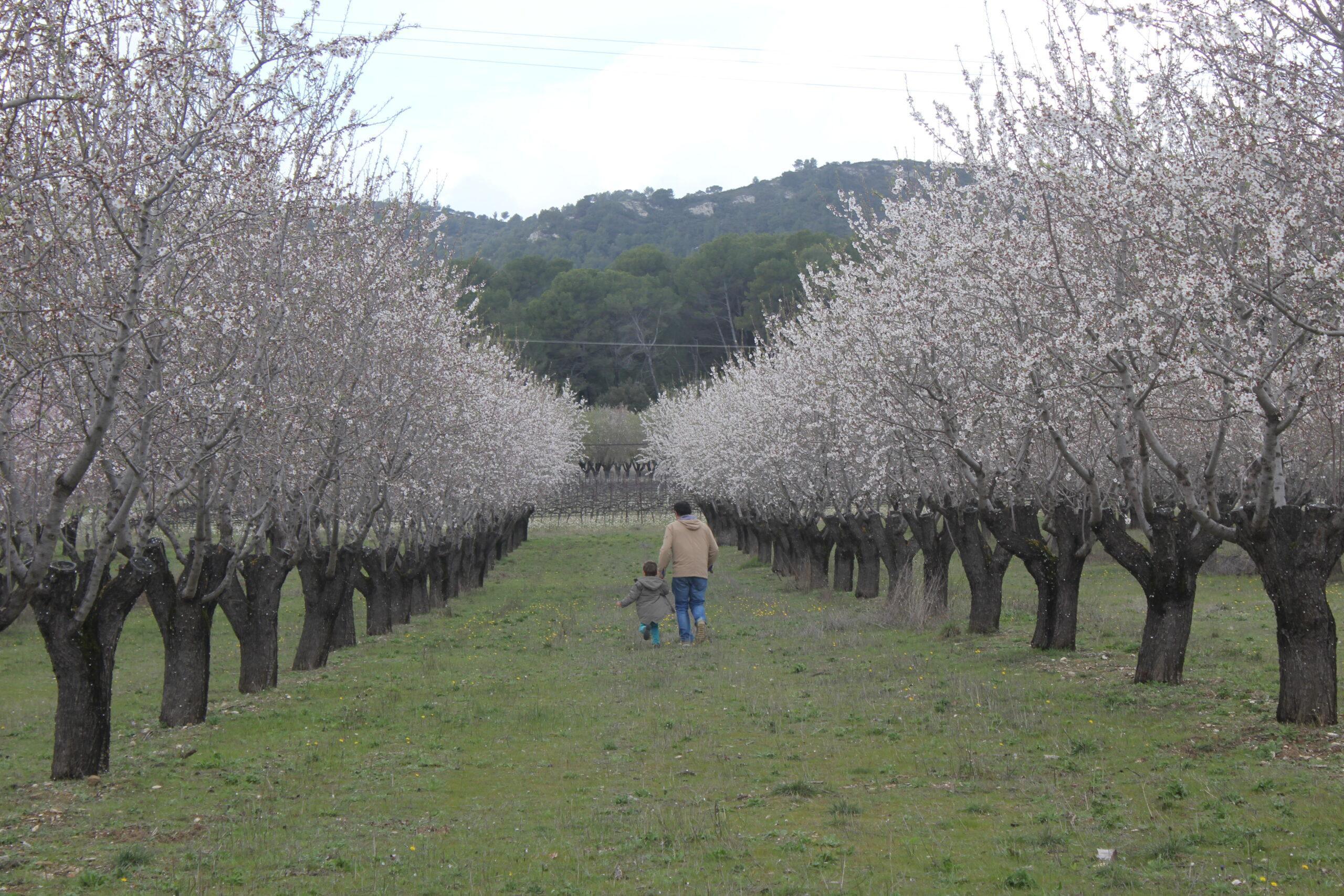 Un adulte et un enfant marchant ensemble entre les rangées d'amandiers en fleurs dans le verger du Domaine de Ribbe au printemps