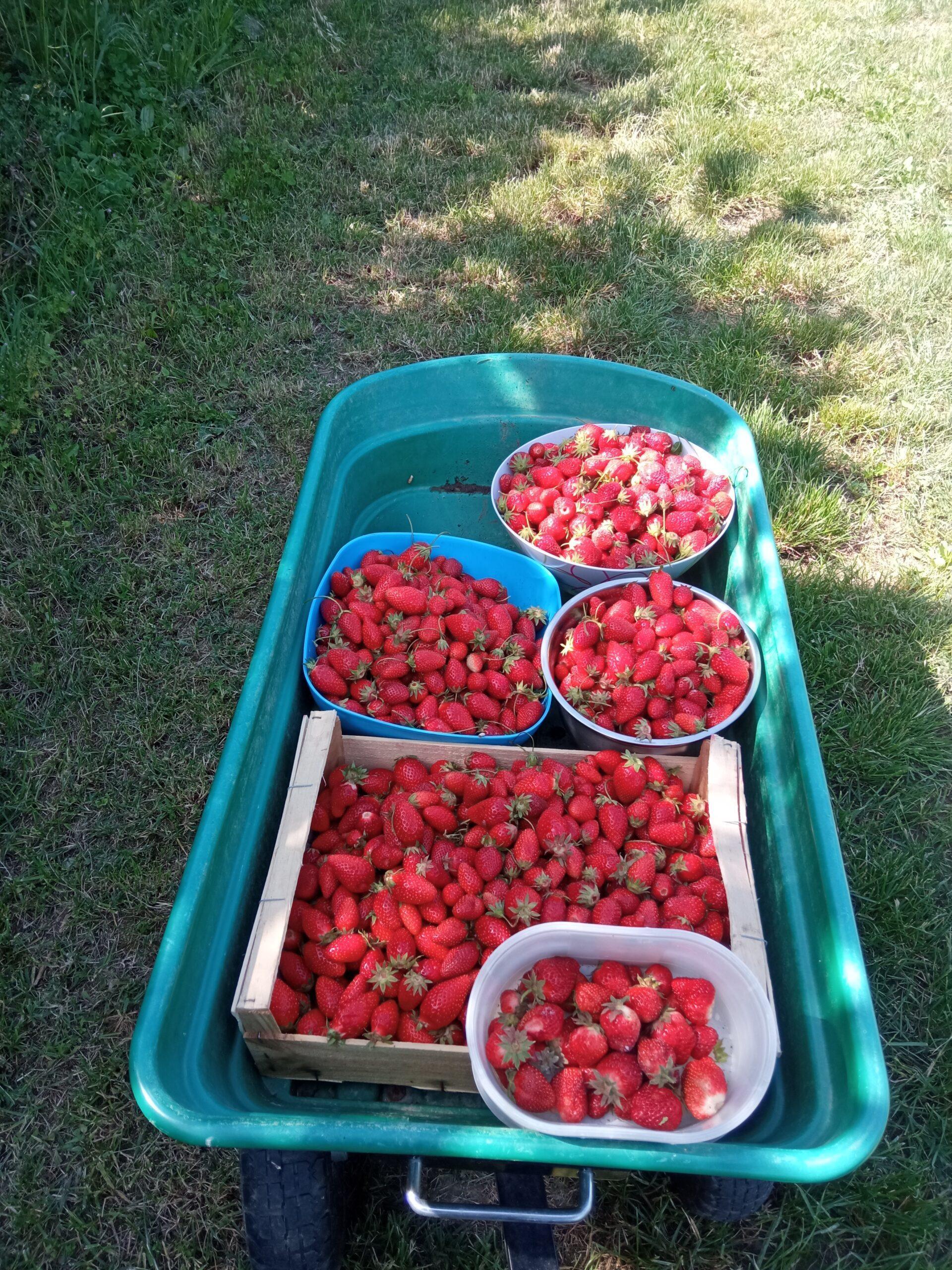 Petits fruits du Domaine de Ribbe à Rognes récoltés à maturité