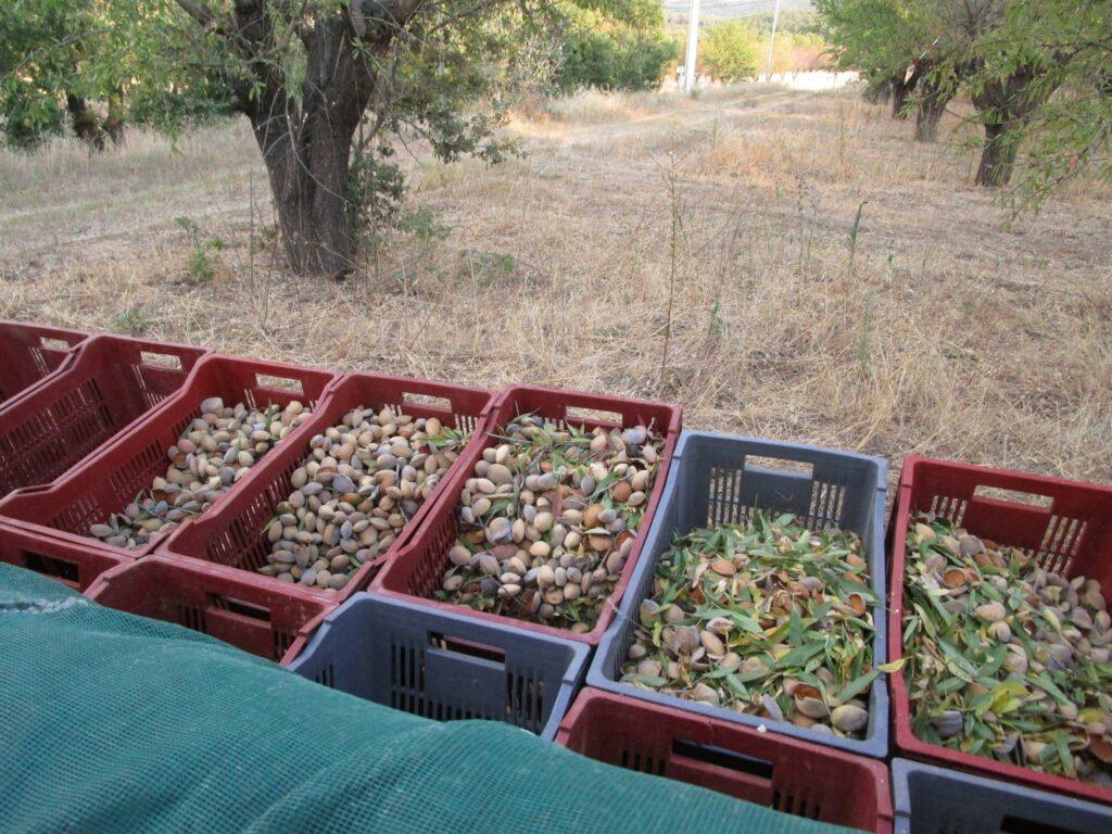 Récoltes d'amandes au domaine de Ribbe à Rognes